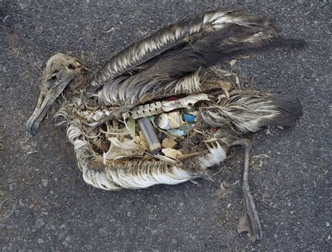 16 pictures which show the devastating impact of plastic on animals and ...