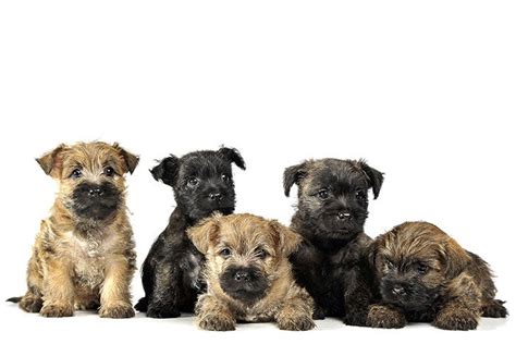 How Big Do Cairn Terrier Puppies Get