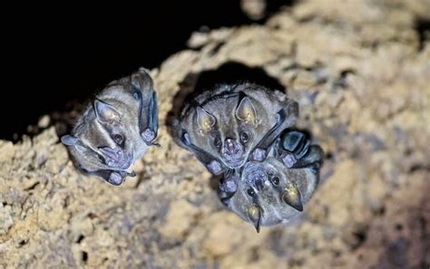 Sick Vampire Bats Restrict Grooming to Close Family - Scientific American