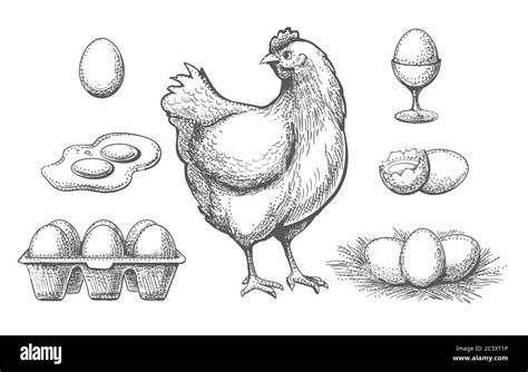 Hen broken egg nest Black and White Stock Photos & Images - Alamy