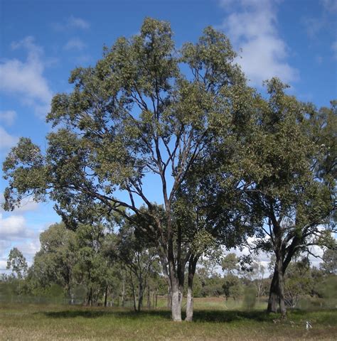 Picture of the Day: Eucalyptus Tree