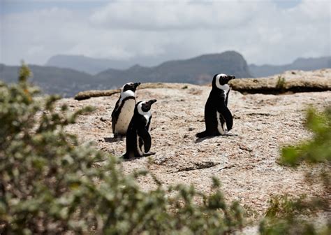 African Penguin Habitat