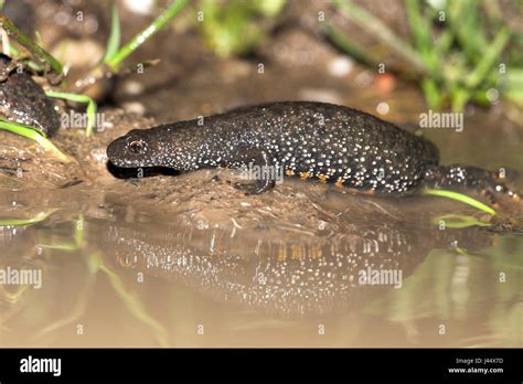 a great crested newt is on its way to a breeding pond in early spring ...