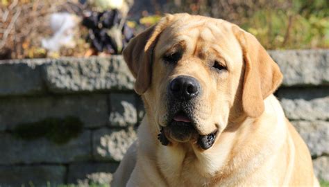 Yellow Lab - Your Guide To The Yellow Labrador Retriever