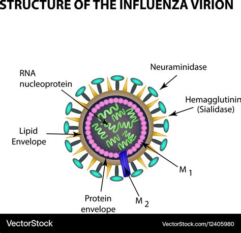 Flu Virus Structure