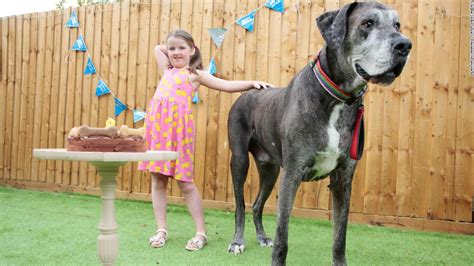 Freddy the Great Dane, the tallest dog in the world, has died - CNN