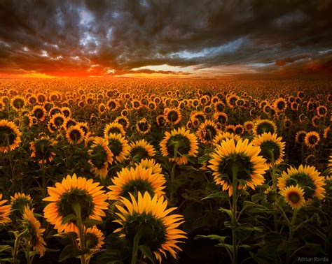 Sunflower Field Wallpaper,HD Flowers Wallpapers,4k Wallpapers,Images ...