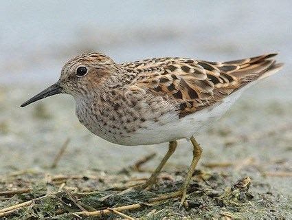 Least sandpiper - Alchetron, The Free Social Encyclopedia