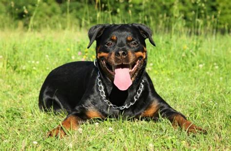 Rottweiler Growth and Weight Chart (Male and Female) – The Complete Guide - K9 Web