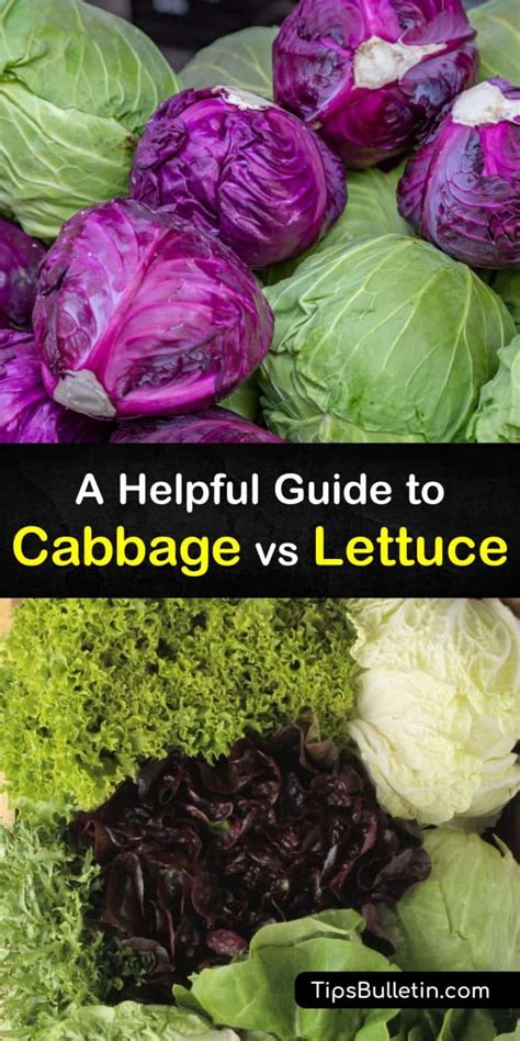 Differences between Cabbage and Lettuce