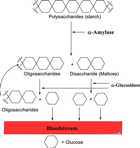 Hydrolysis of carbohydrates by α-amylase and α-glucosidase | Download Scientific Diagram