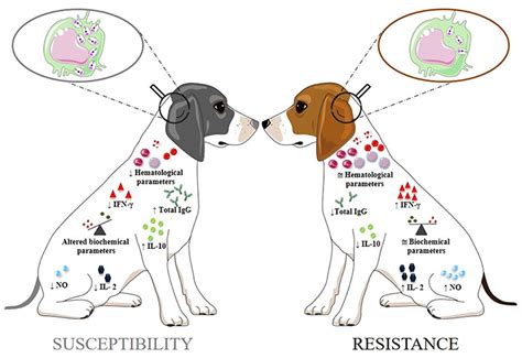 Is There A Vaccine For Leishmaniasis In Dogs