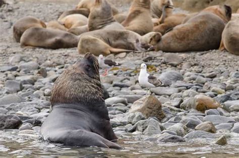 Punta Arenas: Walk with Penguins on Magdalena & Marta Island | GetYourGuide