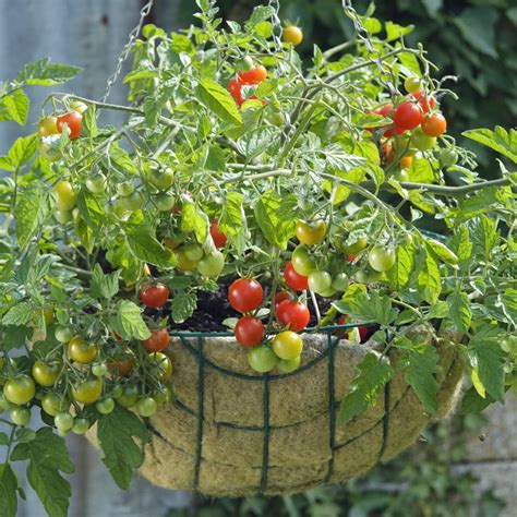 Top 12 Easy Vegetables To Grow For First Timer Gardeners