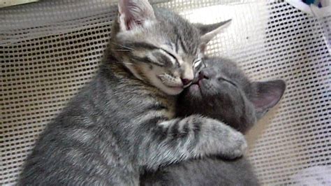 Trend Populer 36 Cute Baby Cats Hugging