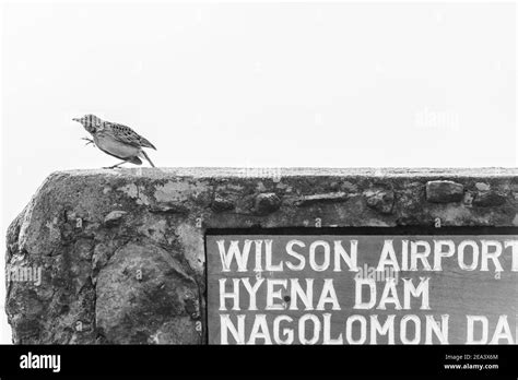 Wildlife Animals At The Nairobi National Park In Nairobi City County ...