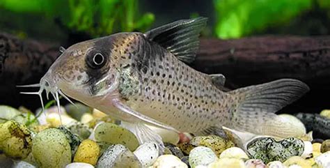 Corydoras Catfish – Fish Breeds – Information and pictures of saltwater and fresh water fish