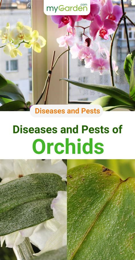 Orchids: The most common diseases and pests | Orchid care, Orchids, Indoor orchids