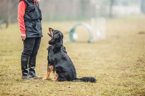 Dog Training While Boarding