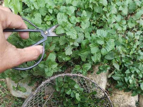 How to Harvest Herbs for Winter | Kellogg Garden Organics™