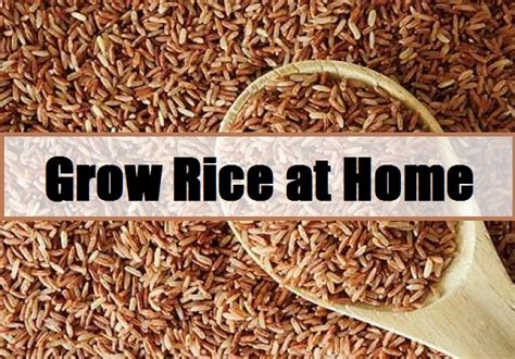 Grow Rice at Home - The Prepared Page