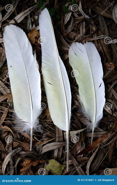 Australia: Three White Cockatoo Feathers Stock Image - Image of white ...