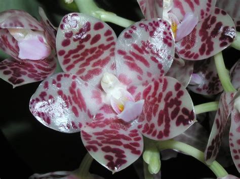 Phalaenopsis Gigantea | canoeracing.org.uk