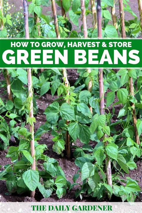 How to Grow Green Beans in Your Garden?