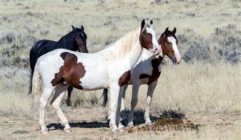 12 Common Wild Horse Breeds From Around the World (Facts & History)