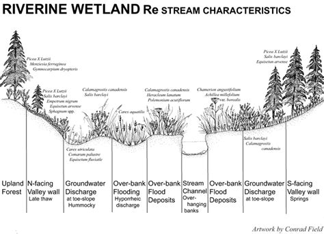 Wetland Types | Kenai Watershed Forum