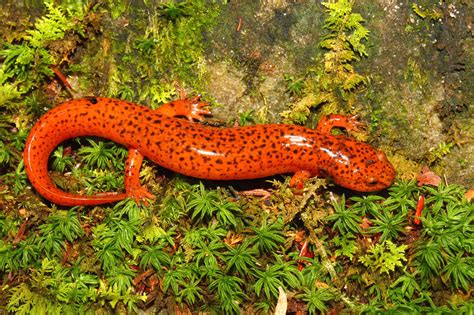 Biodiversity highest on Indigenous-managed lands