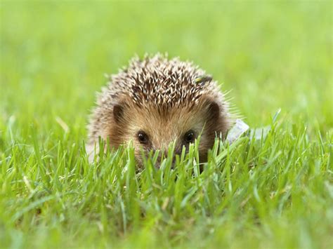 Cute Hedgehog Wallpaper - WallpaperSafari