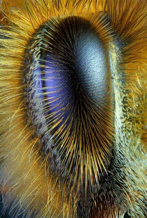 The Beeholder's Eye - A Glimpse at the Bee's Amazing Organ - Illuzone