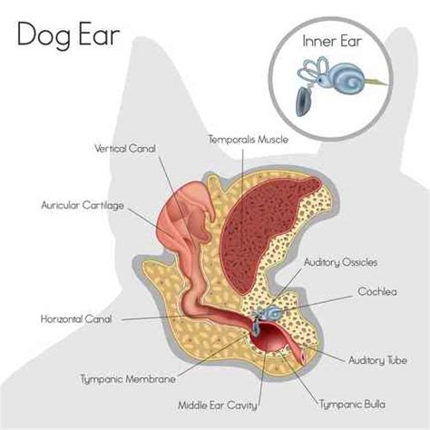 Dog Ear Infections: Types, Causes, Treatments, Natural Solutions