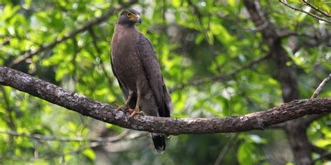 Thattekad Bird Sanctuary, Cochin - Experience Kerala