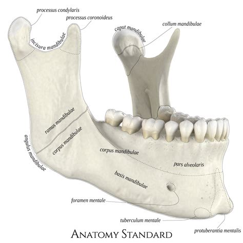 Mandibula