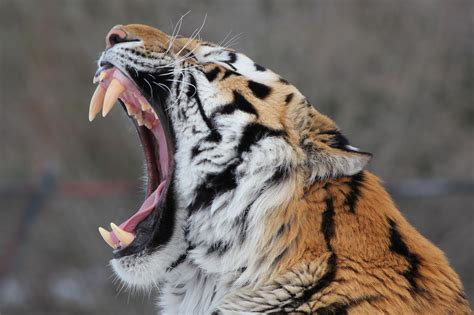 Siberian Tiger Amur Tiger, Siberian Tiger, Tiger Tiger, Lynx, Racing ...