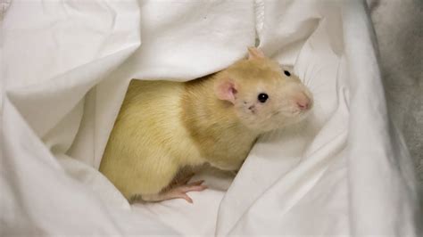 Rats rescued from squalid living situation in van parked in Escondido – NBC 7 San Diego