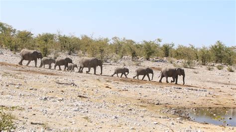 Namibia - 2016 - Etosha - Explore 4 Knowledge