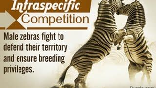 Interspecific Competition Examples In Animals