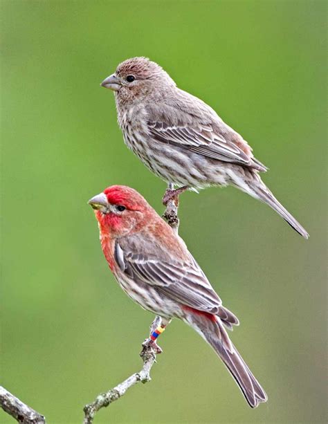 Pin by Amy Guilford on Birds | Finches bird, Beautiful birds, Bird