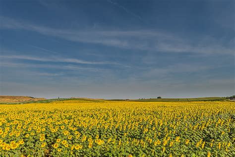 Royalty-Free photo: Bed of sunflowers | PickPik