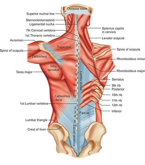 Lumbar Triangle Hernia