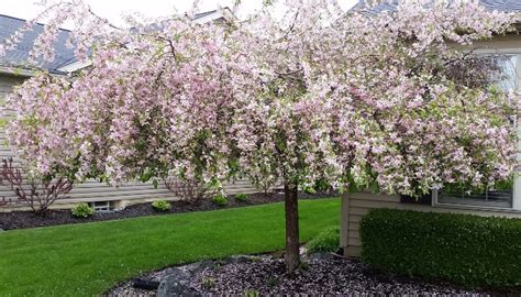 Weeping Crabapple Trees: Characteristics, Care & Varieties - Rennie ...