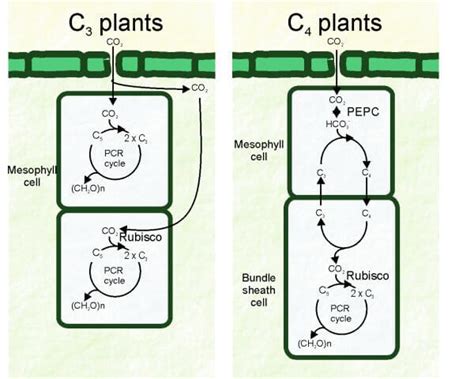 Difference between C3 and C4 plants - javatpoint