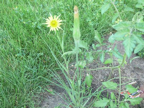 This Wildflower Is Called Yellow Goat’s Beard - Bloomin' Blog