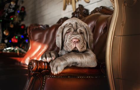 «mastiff» HD wallpapers