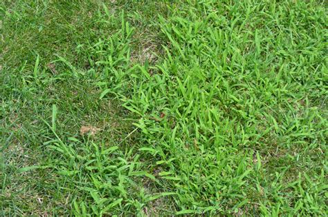 Crabgrass is a grassy weed that emerges from seed.