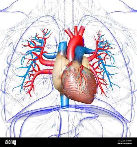 Anatomía del corazón humano para el concepto médico Ilustración 3D ...