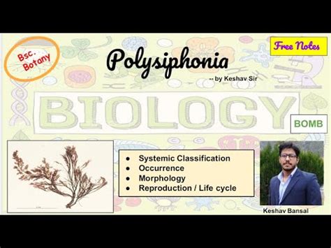 Polysiphonia || Morphology and Life cycle || Bsc || Free PDF notes ...